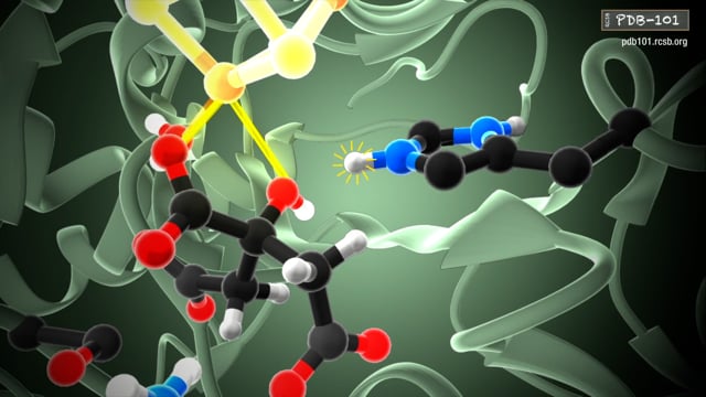 enzyme substrate complex animation