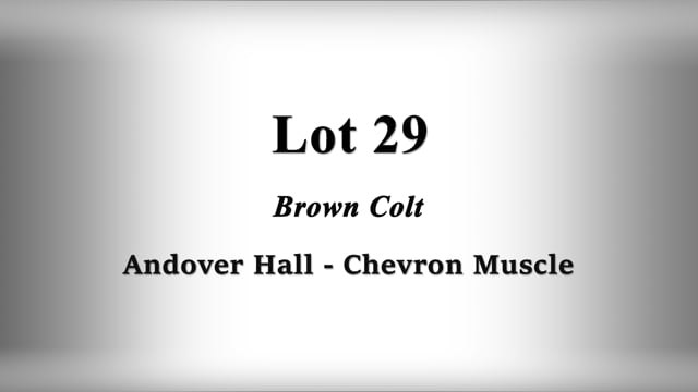 Lot 29