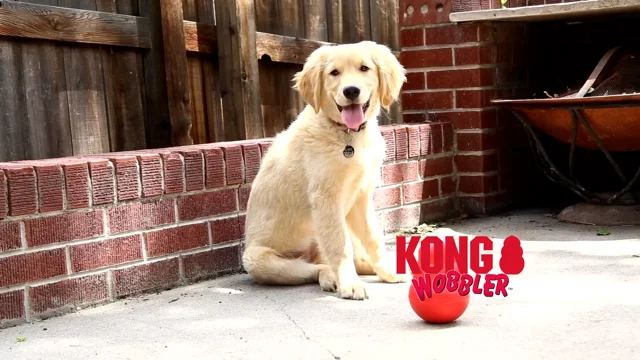 Check out this video of the Kong Wobbler and how well it works for