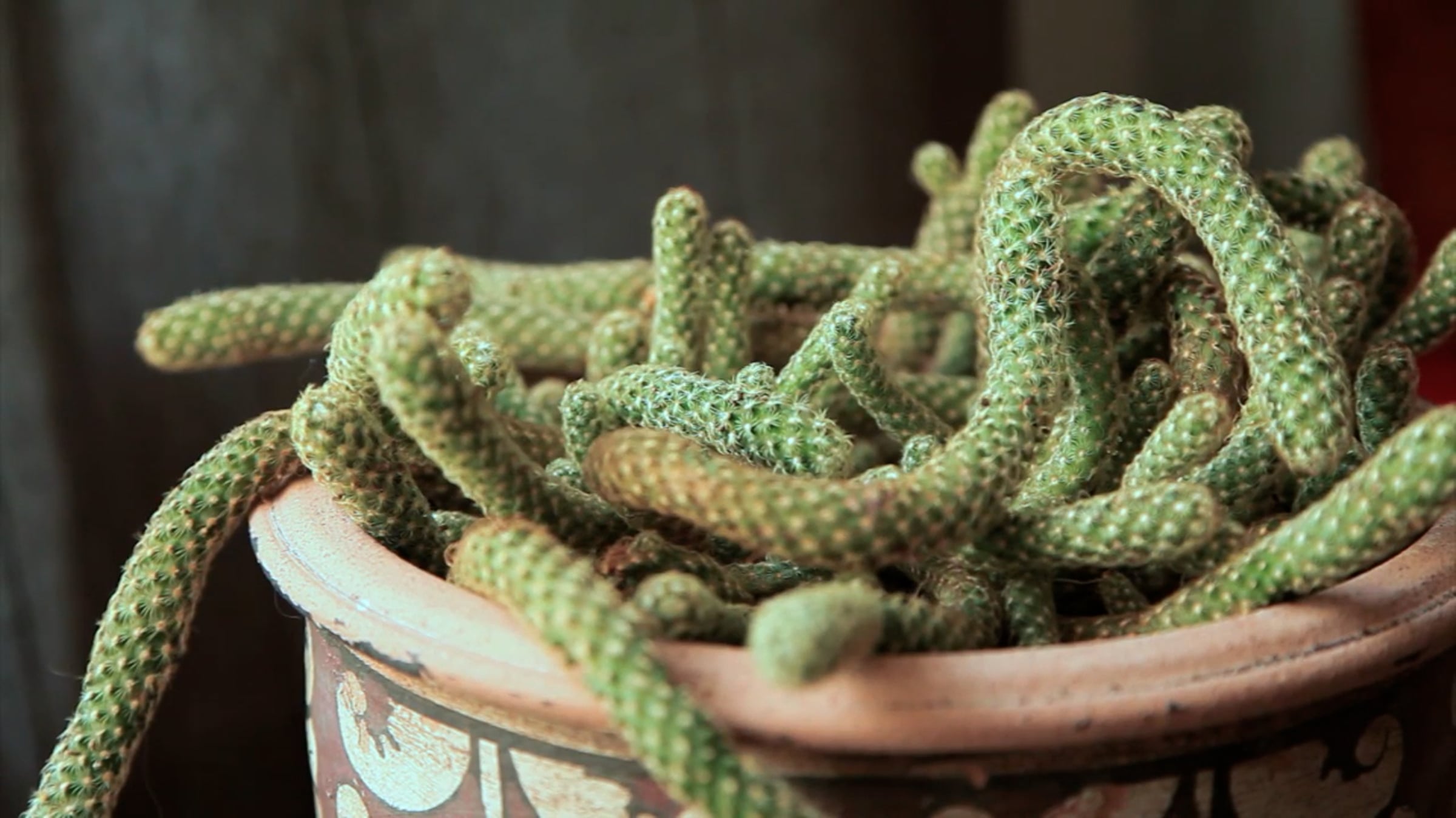 Cactus ASMR | Videos & Movies on Vimeo