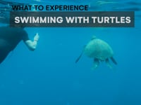 Galapagos - Swimming with Turtles