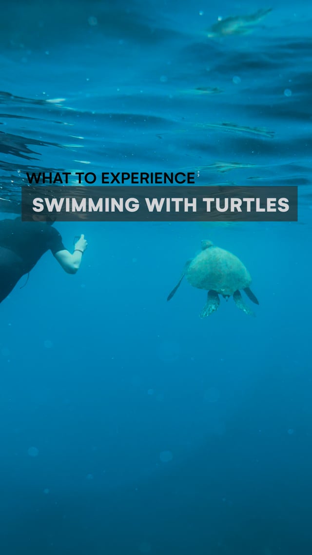 Galapagos - Swimming with Turtles