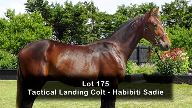 Lot 175