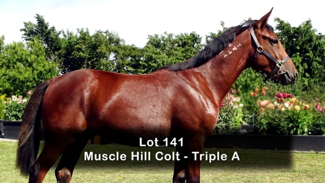 Lot 141
