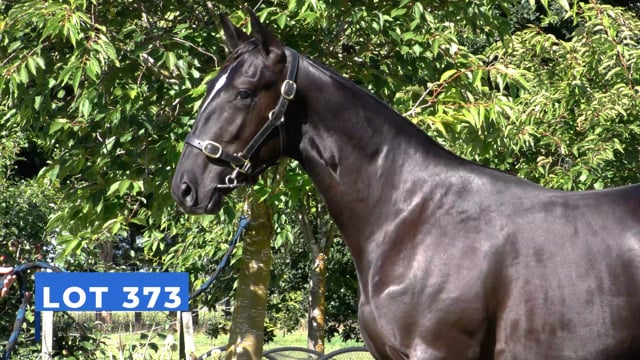 Lot 373
