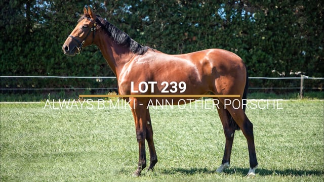 Lot 239