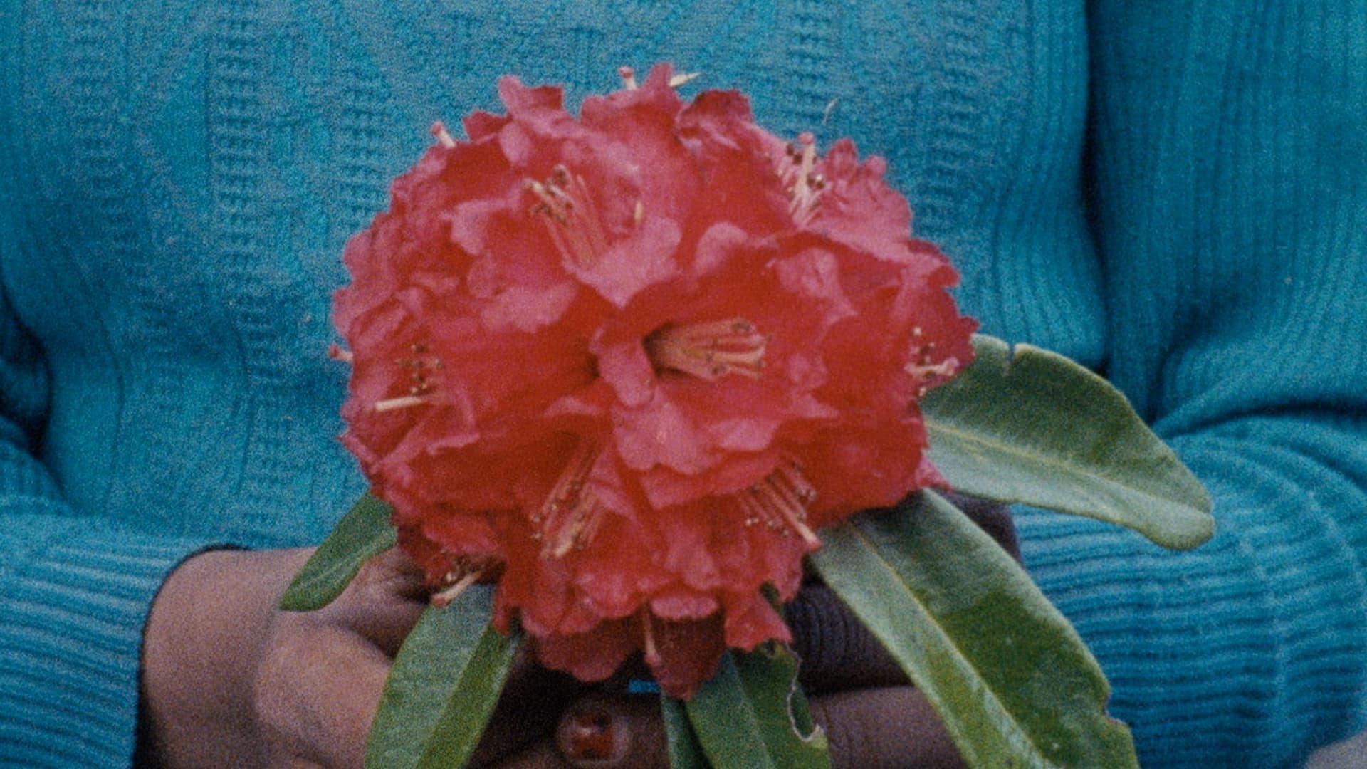 Mala Hierba