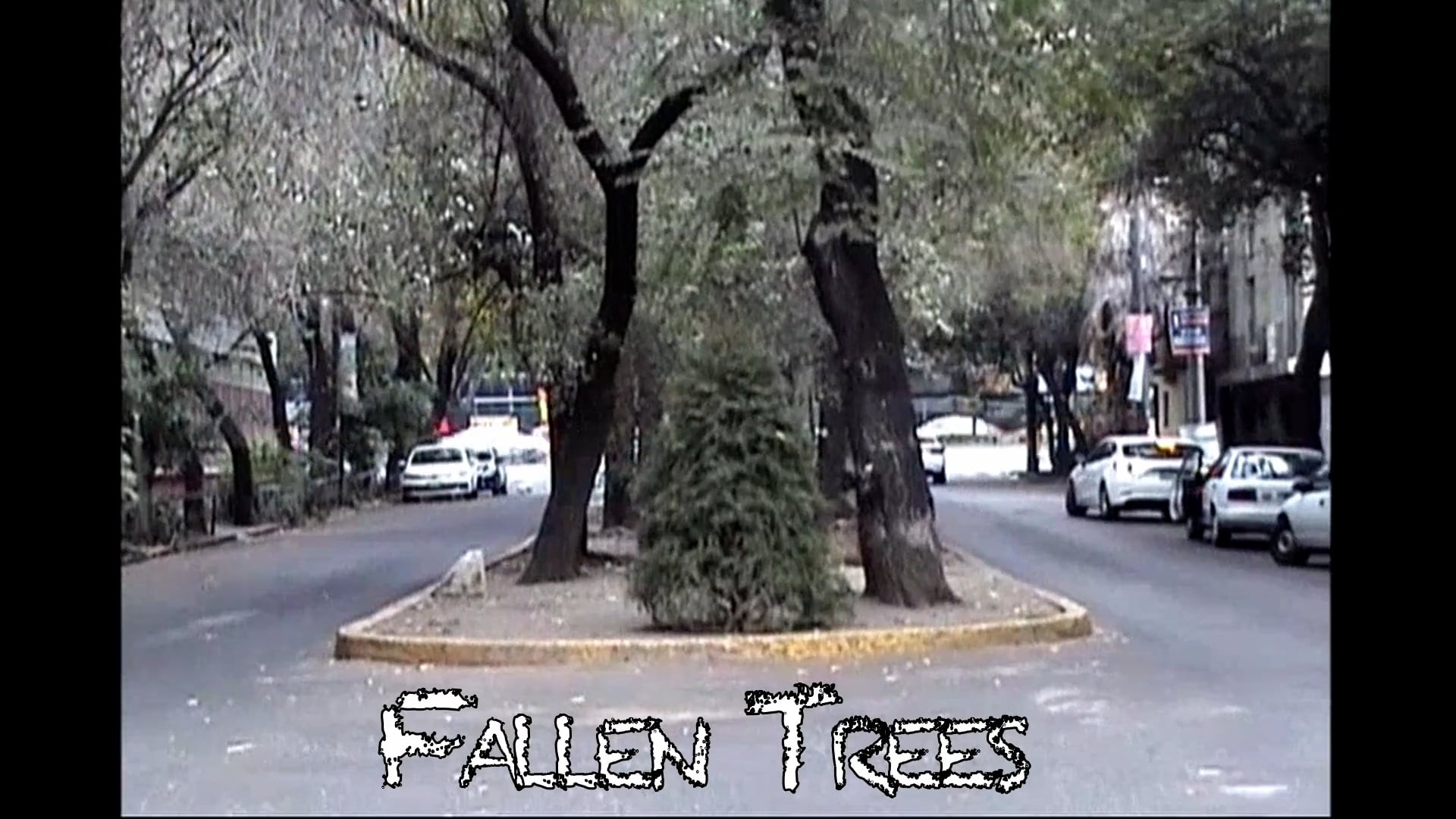 Fallen Trees .mov