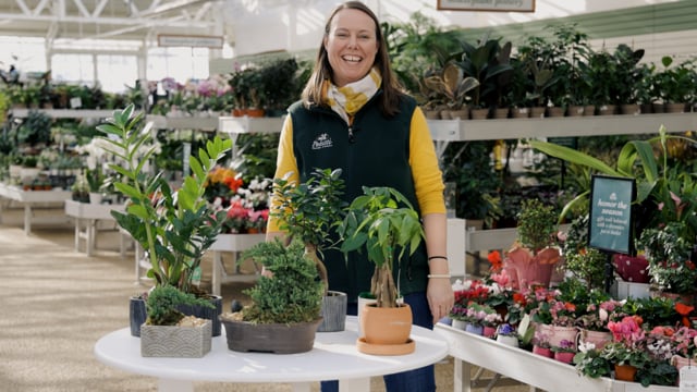 Bonsai Spotlight | How to Grow & Care for Bonsai