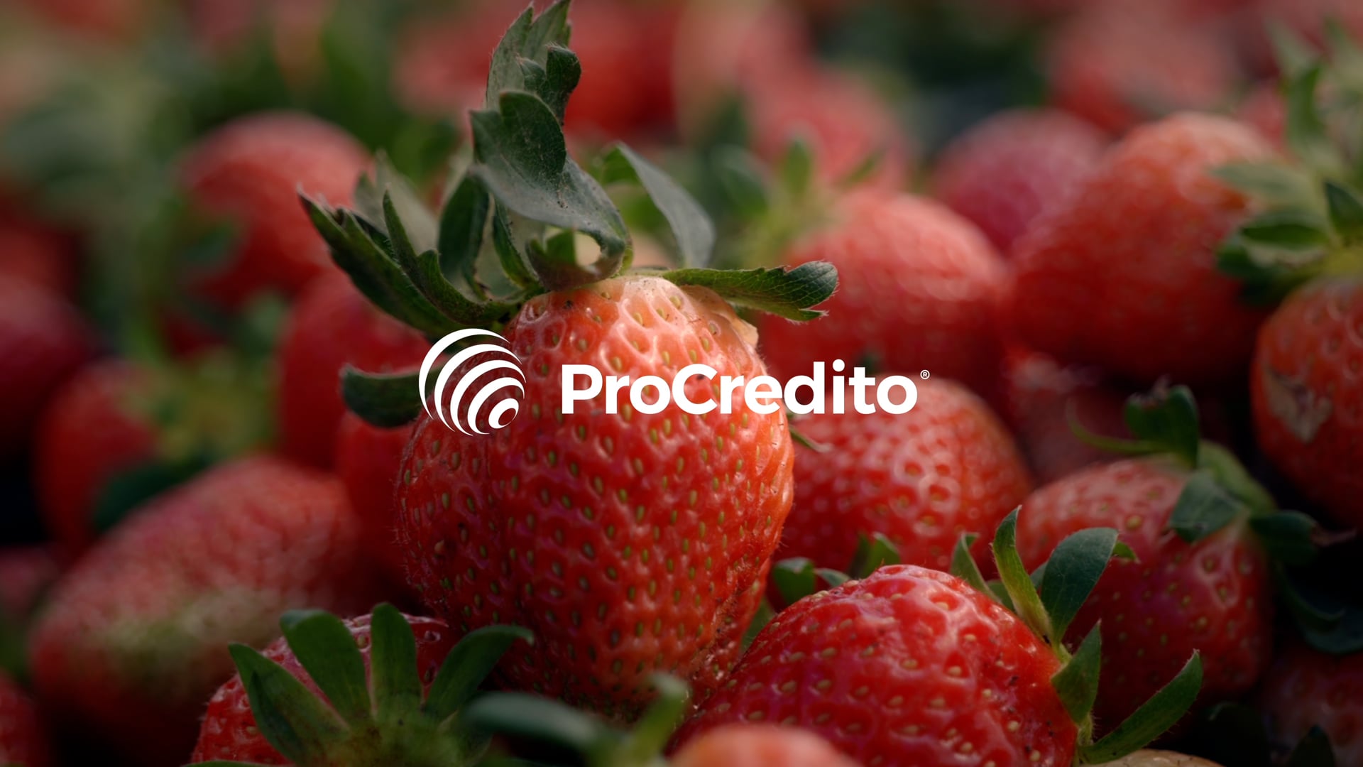ProCredito - Producción de Fresas