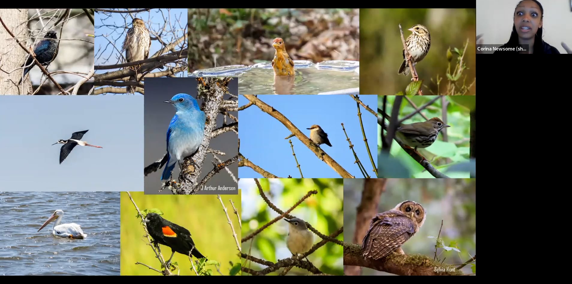 Feb 2022 Virtual Science Night: Birding 101 with Ga Audubon's Corina ...