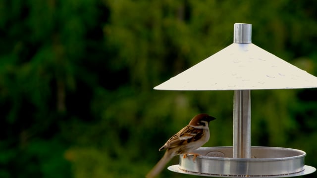 Feeding place