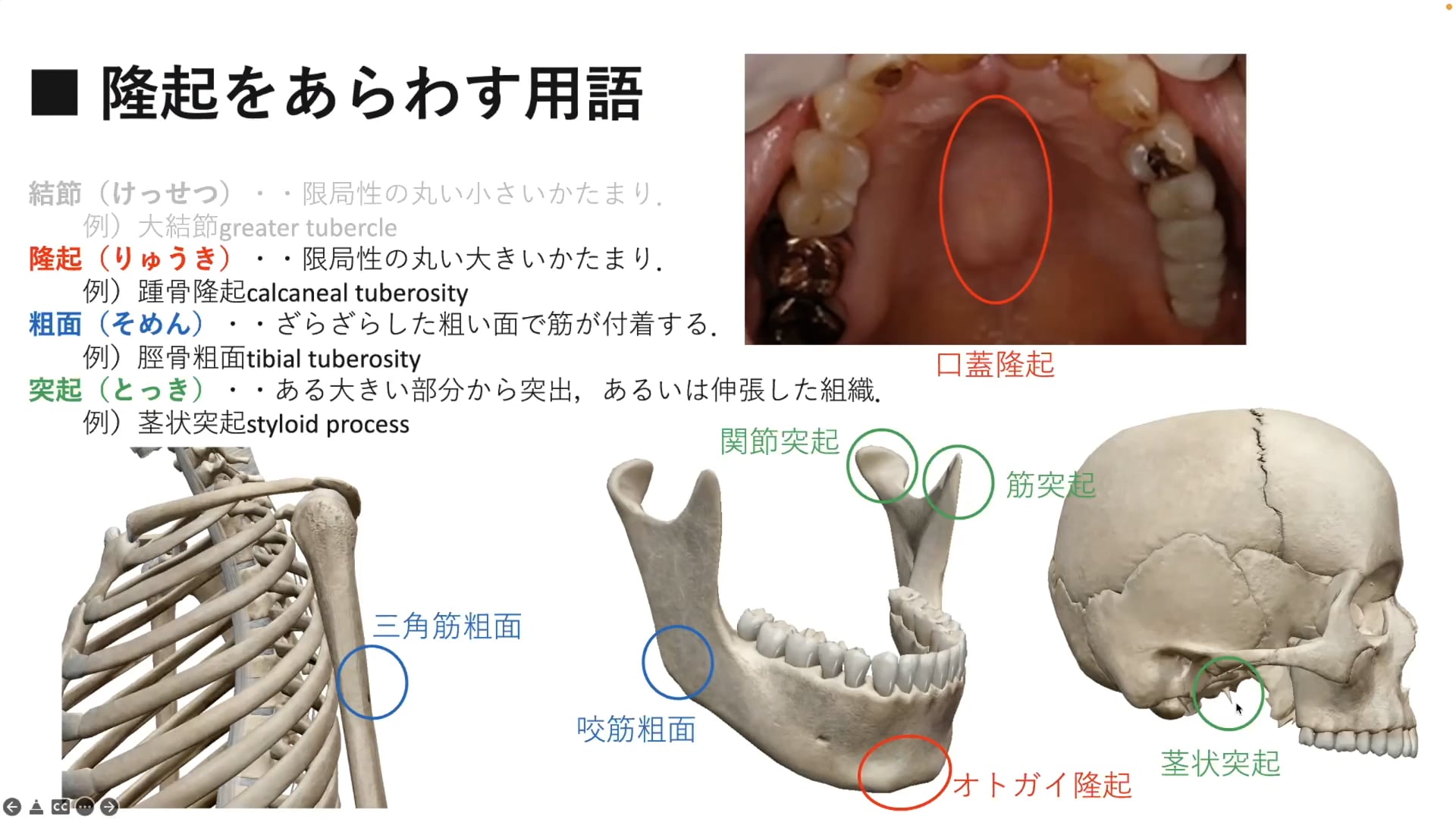 #1 日常臨床に生かせる解剖学の知識 前半