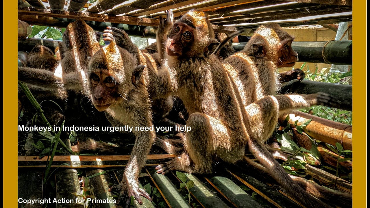 Cruel trapping and trade of Indonesia wild monkeys on Vimeo