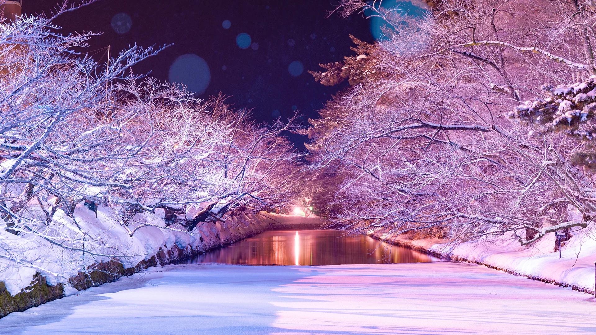 動画】冬に咲く幻影のサクラ - 青森・弘前公園 | 公明新聞電子版プラス