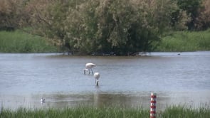 S'intensifiquen els controls per la grip aviària
