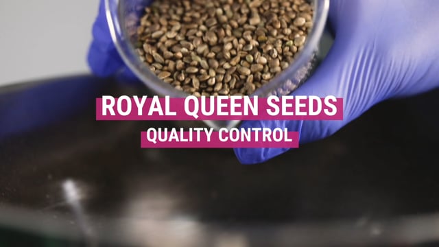 Cómo conservar las semillas - Royal Queen Seeds