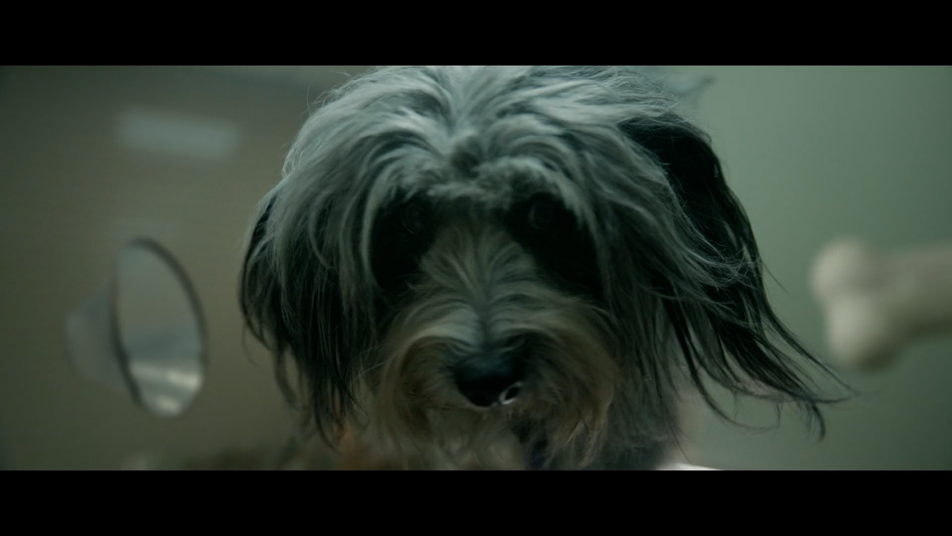 Starling Bank 'Dog Groomer' directed by Cloe Bailey and produced for Caviar