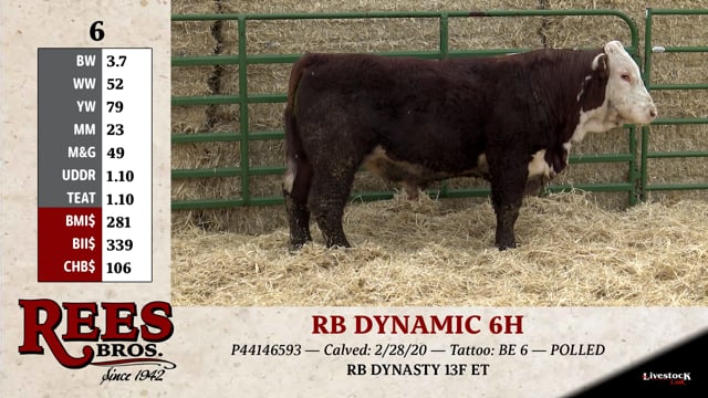 Lot #6 - RB DYNAMIC 6H