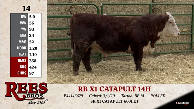 Lot #14 - RB X1 CATAPULT 14H