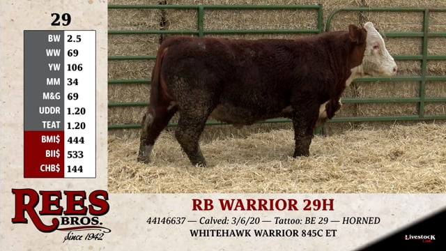 Lot #29 - RB WARRIOR 29H