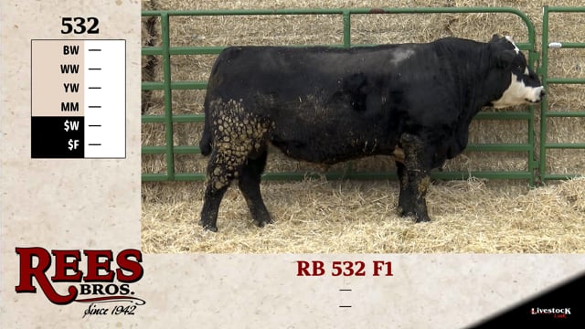 Lot #532 - RB 532 F1