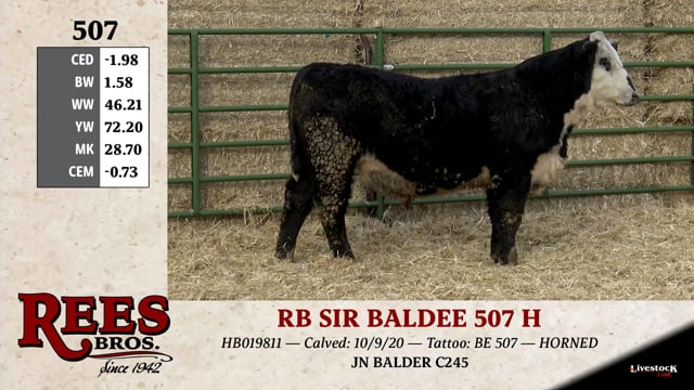 Lot #507 - RB SIR BALDEE 507 H