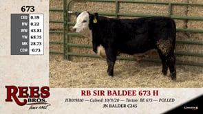 Lot #673 - RB SIR BALDEE 673 H