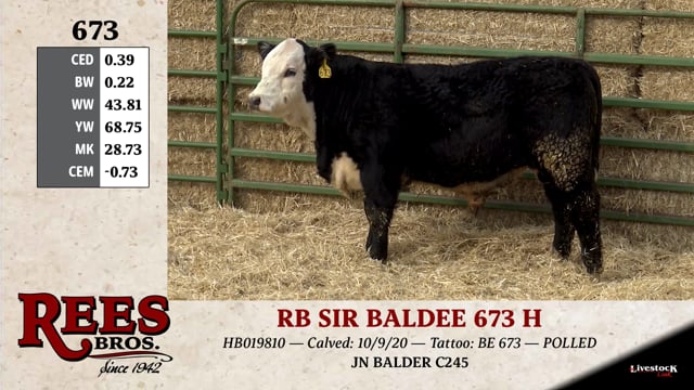 Lot #673 - RB SIR BALDEE 673 H