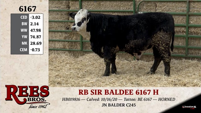 Lot #6167 - RB SIR BALDEE 6167 H