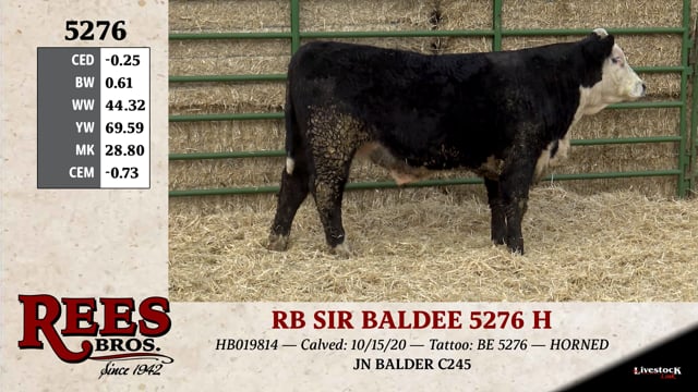 Lot #5276 - RB SIR BALDEE 5276 H