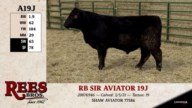 Lot #A19J - RB SIR AVIATOR 19J