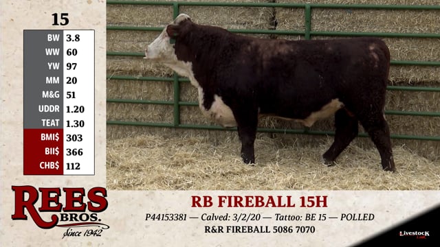 Lot #15 - RB FIREBALL 15H