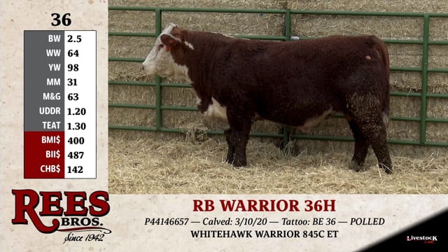 Lot #36 - RB WARRIOR 36H