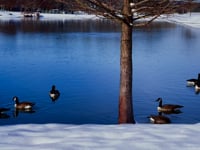 Winter Tranquility of Westhaven Lake, Franklin, TN