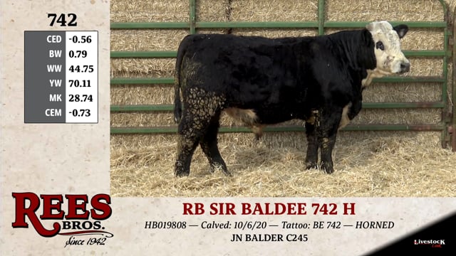 Lot #742 - RB SIR BALDEE 742 H