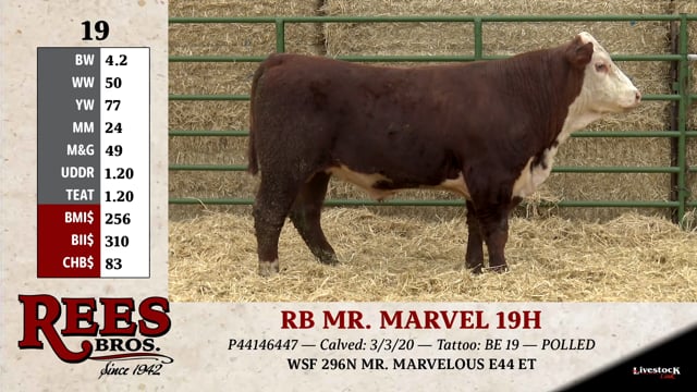 Lot #19 - RB MR. MARVEL 19H