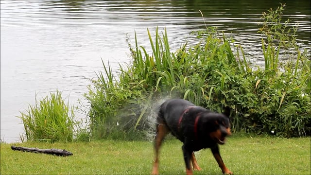 Two Rottweilers Barking Rottweiler Barking Pet - Free video on Pixabay