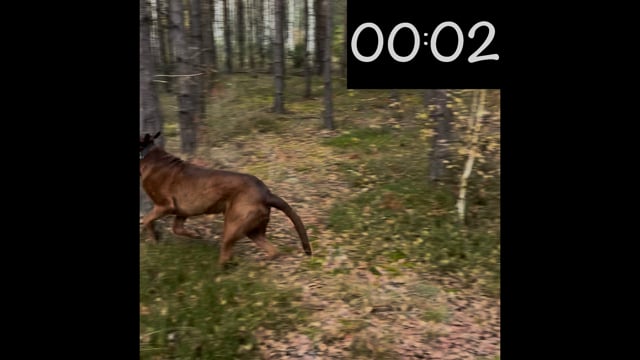 They … (run) for 25 seconds.