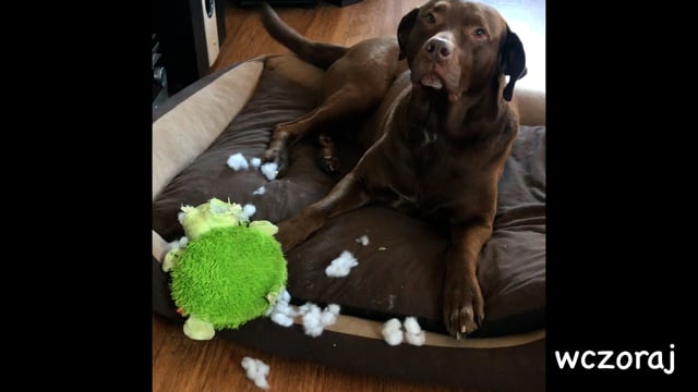 Ponton … (get) a toy yesterday.