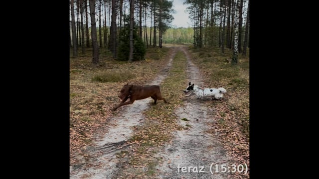 They … (run) now.