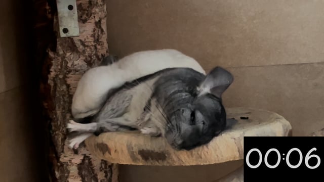 They … (sleep) for 15 seconds.