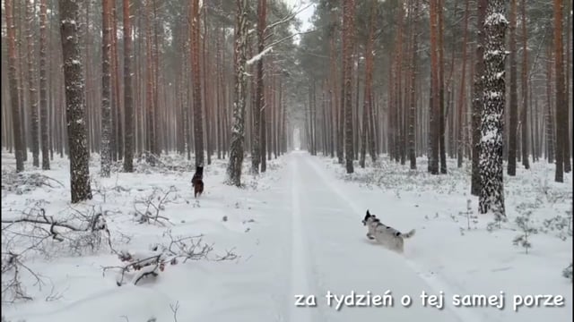 Miro and Ponton … (run) in the forest next week at the same time.