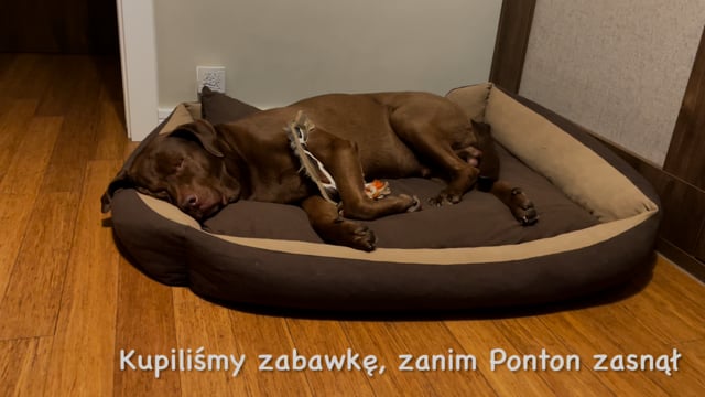 We … (buy) the toy before Ponton fell asleep.