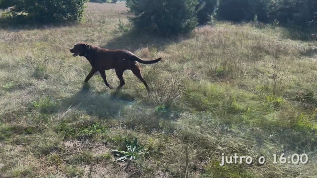 In a minute Ponton … (look) for grasshoppers for 1 minute and 4 seconds.