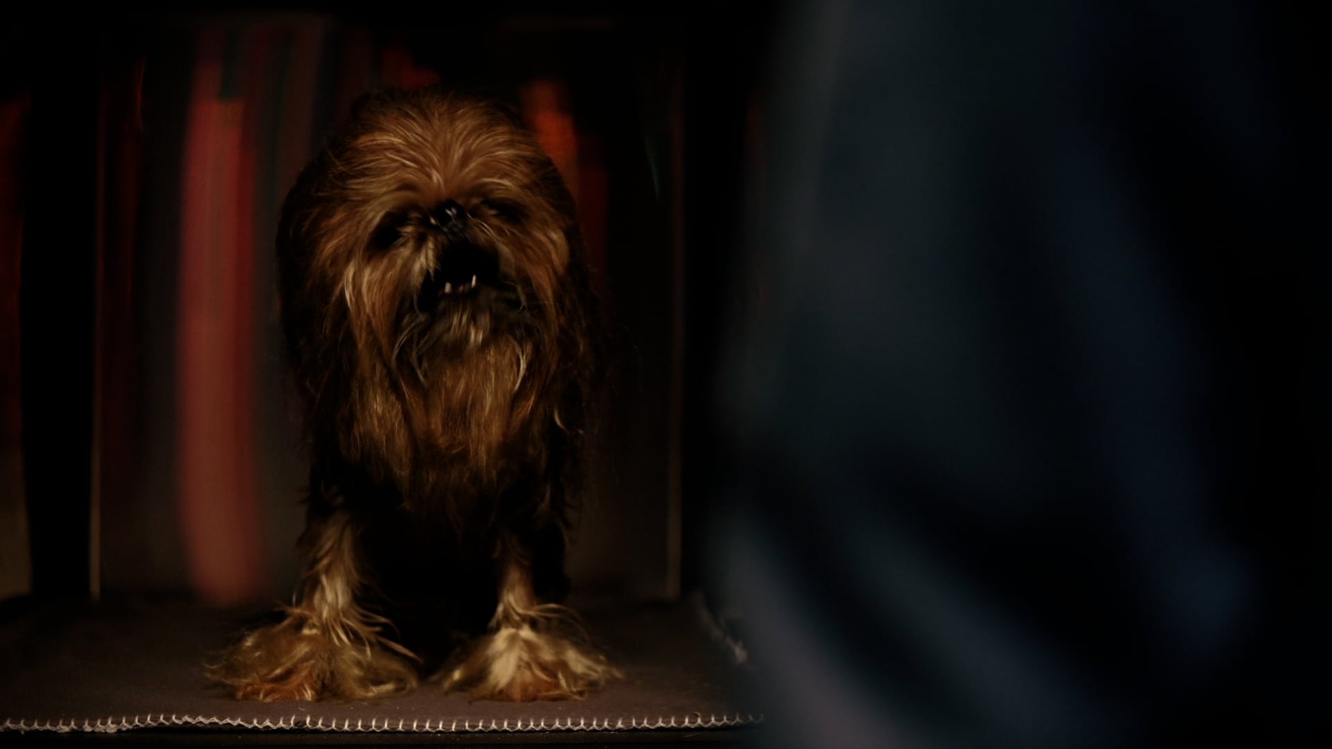 Chewbacca