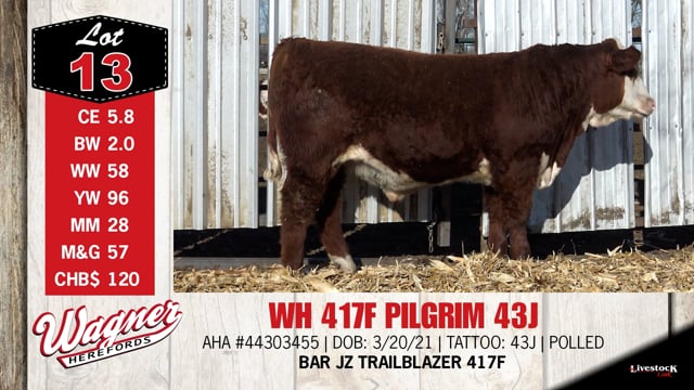 Lot #13 - WH 417F PILGRIM 43J