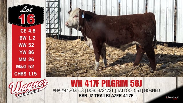 Lot #16 - WH 417F PILGRIM 56J