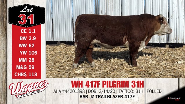 Lot #31 - WH 417F PILGRIM 31H