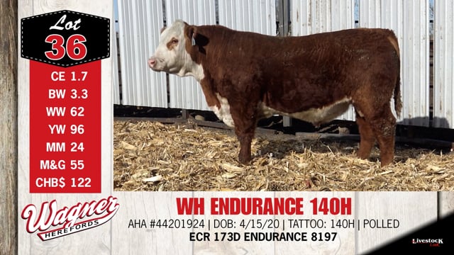 Lot #36 - WH ENDURANCE 140H